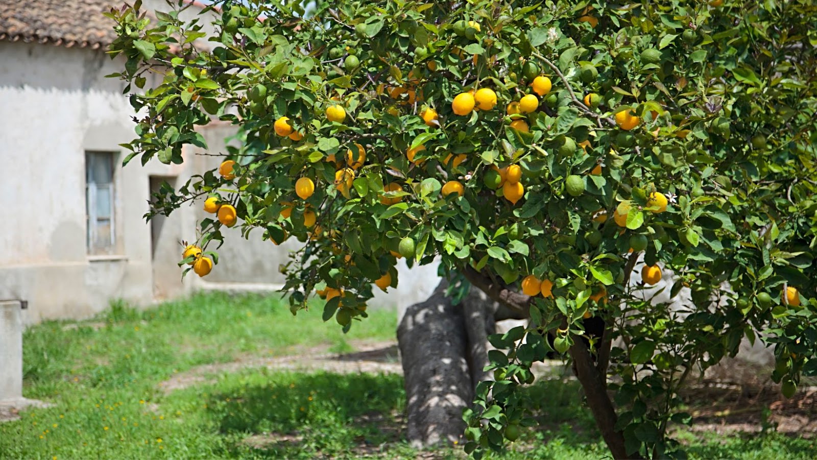 Which is Better – a Lemon Bush or a Lemon Tree?