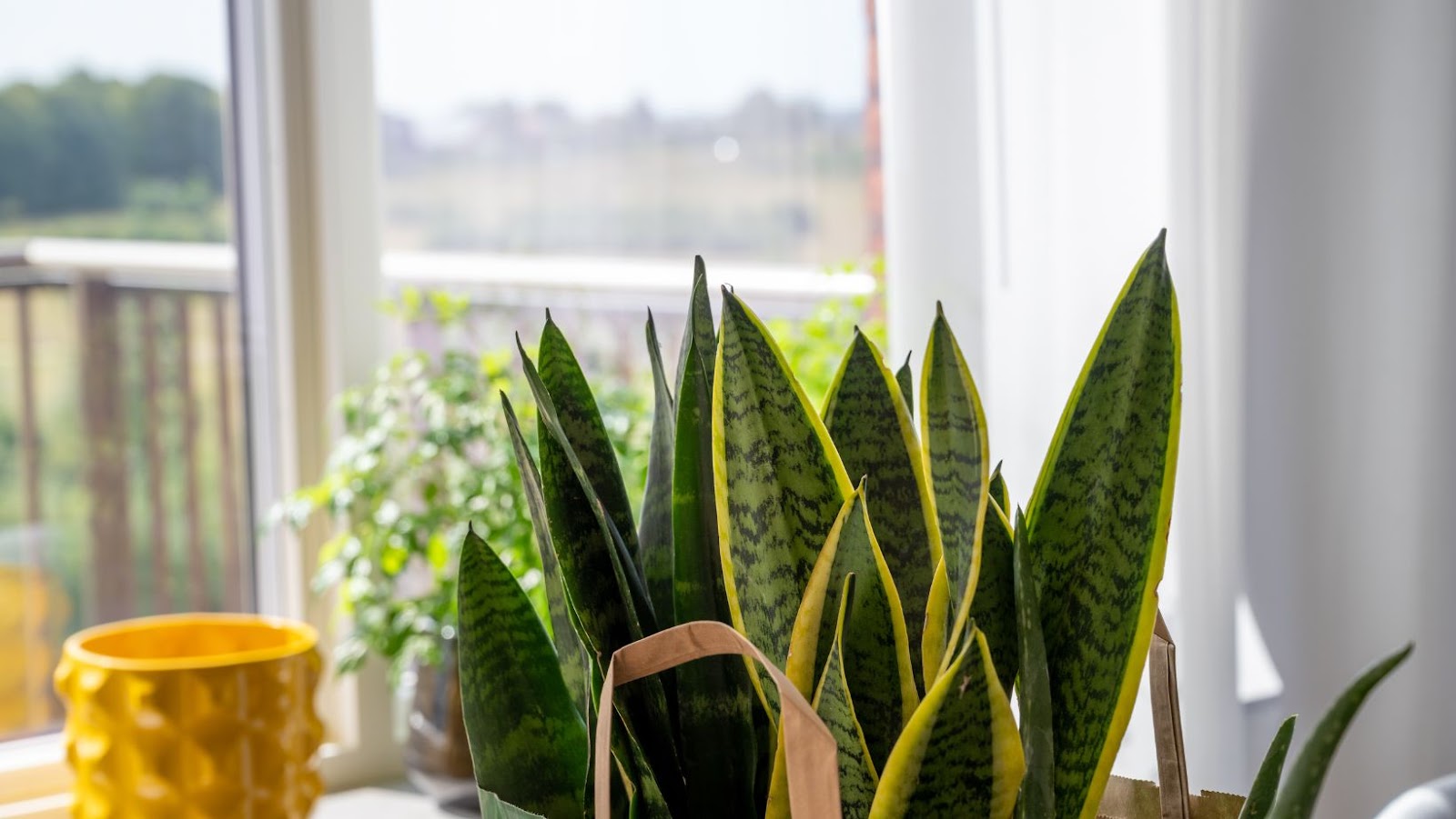 Caring For Snake Plants In The Soil