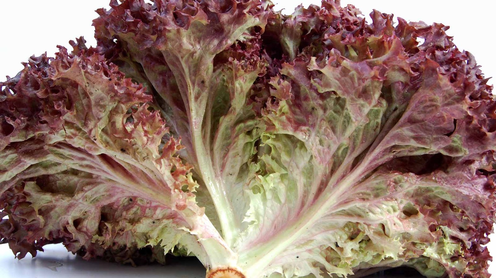 The Nutritional Value of Red Lettuce