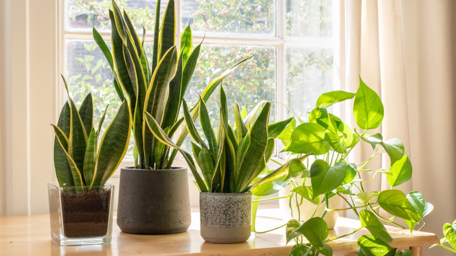 Common Problems With Snake Plants