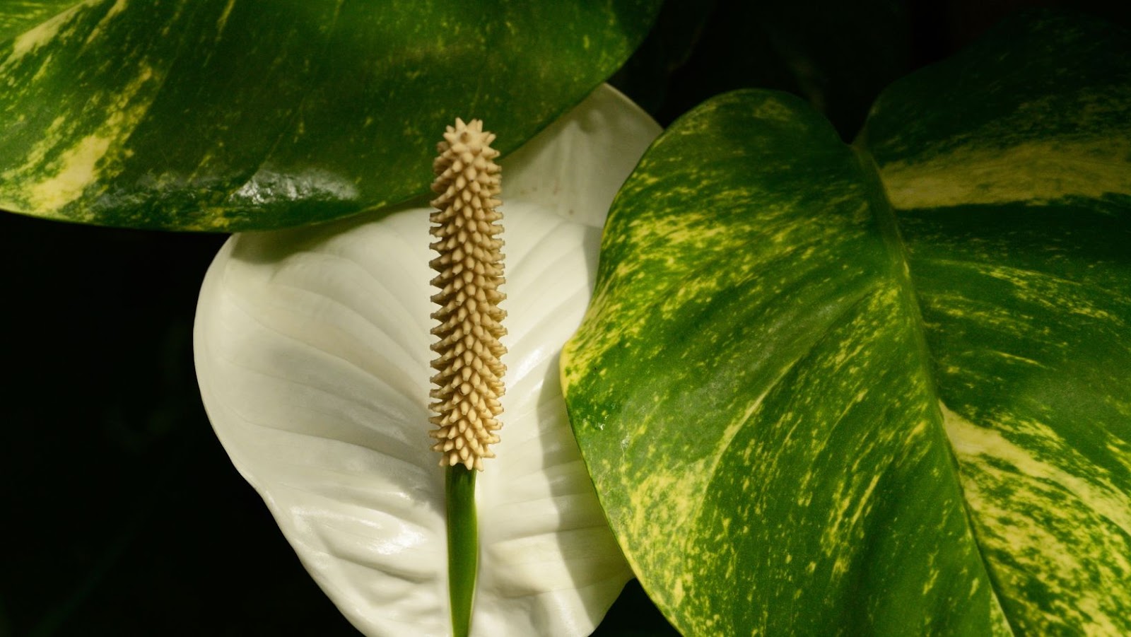 Are Peace Lilies Poisonous To Dogs?