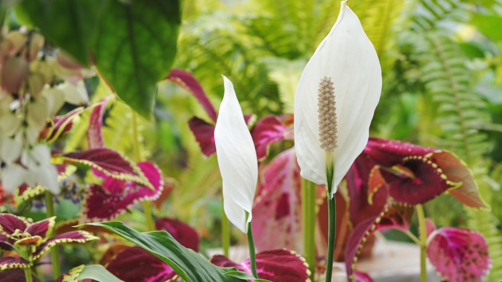 Deal With Common Problems With Peace Lilies