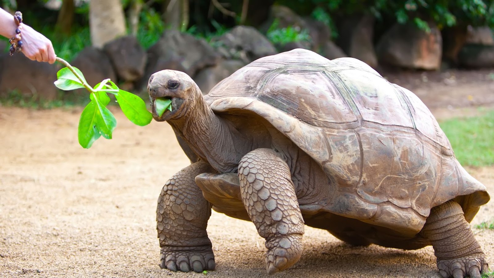 Tips For Feeding Tortoises Eat Spinach