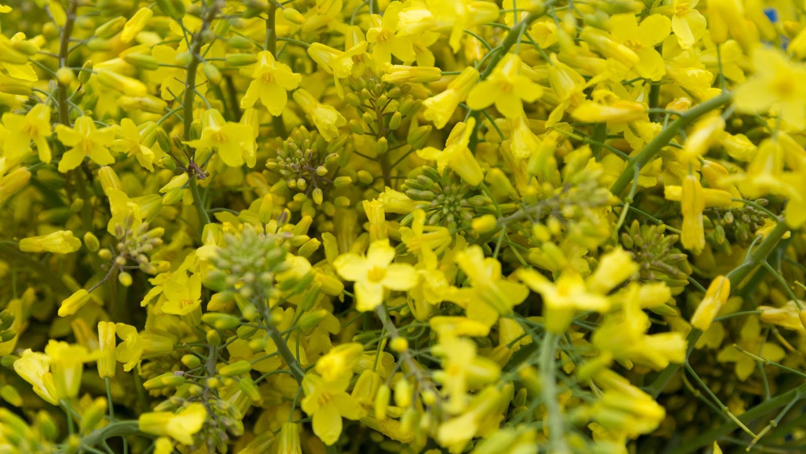 The Potential Risks of Yellow Kale