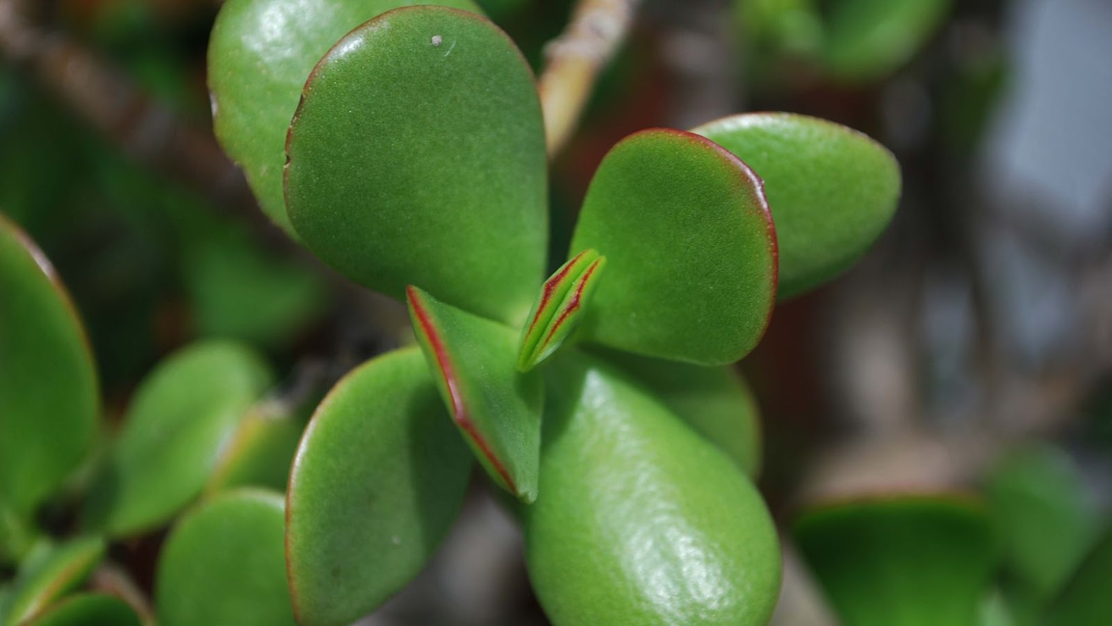 The Symptoms Of Jade Plant Poisoning