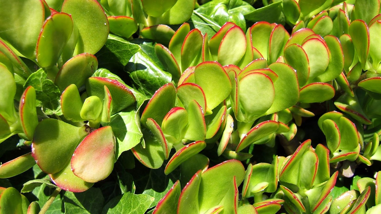 How Can Jade Plant Poisoning Be Prevented?