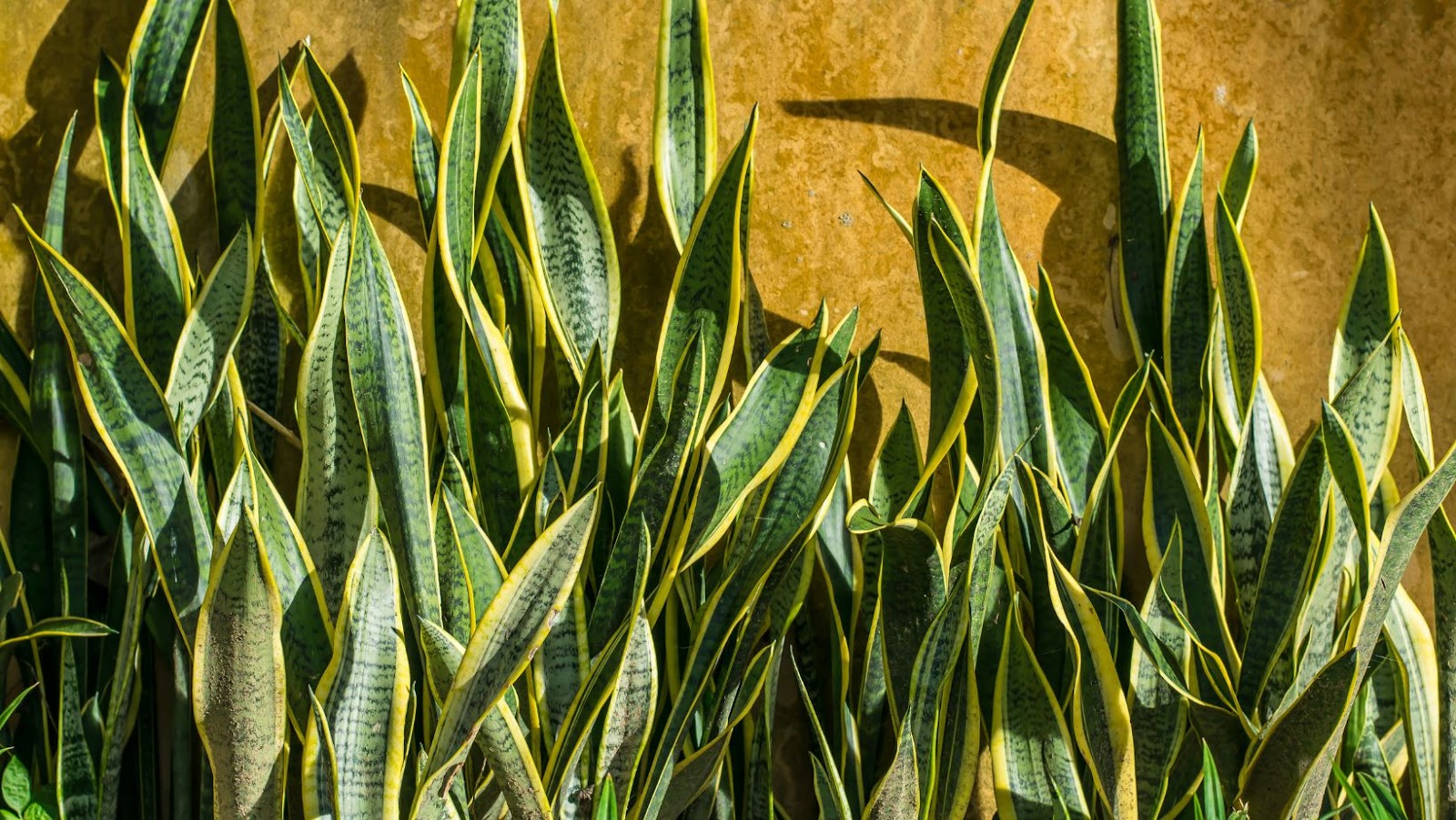 The Signs That Your Snake Plant Needs Watering