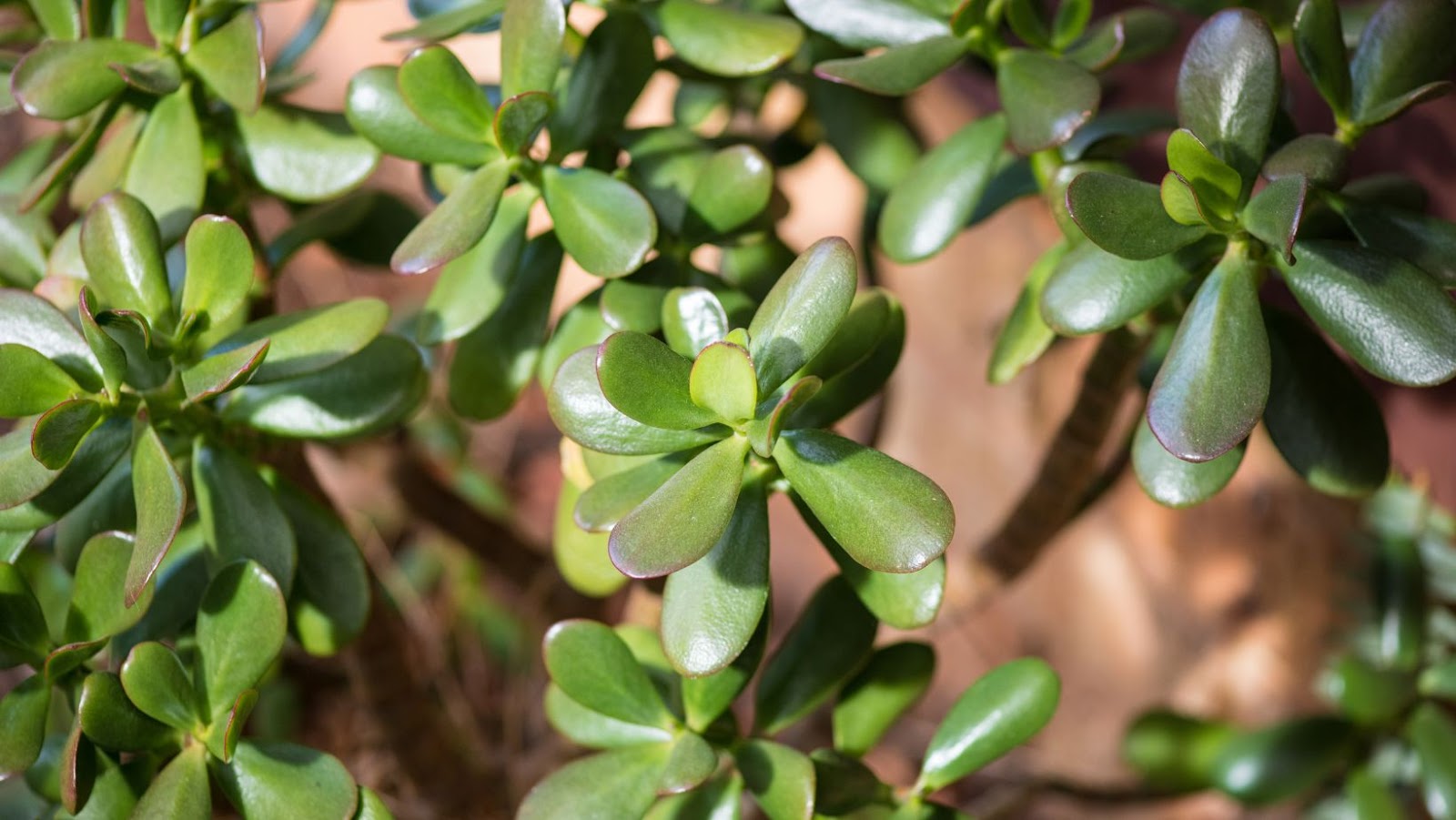 Tips For Growing Jade Plants