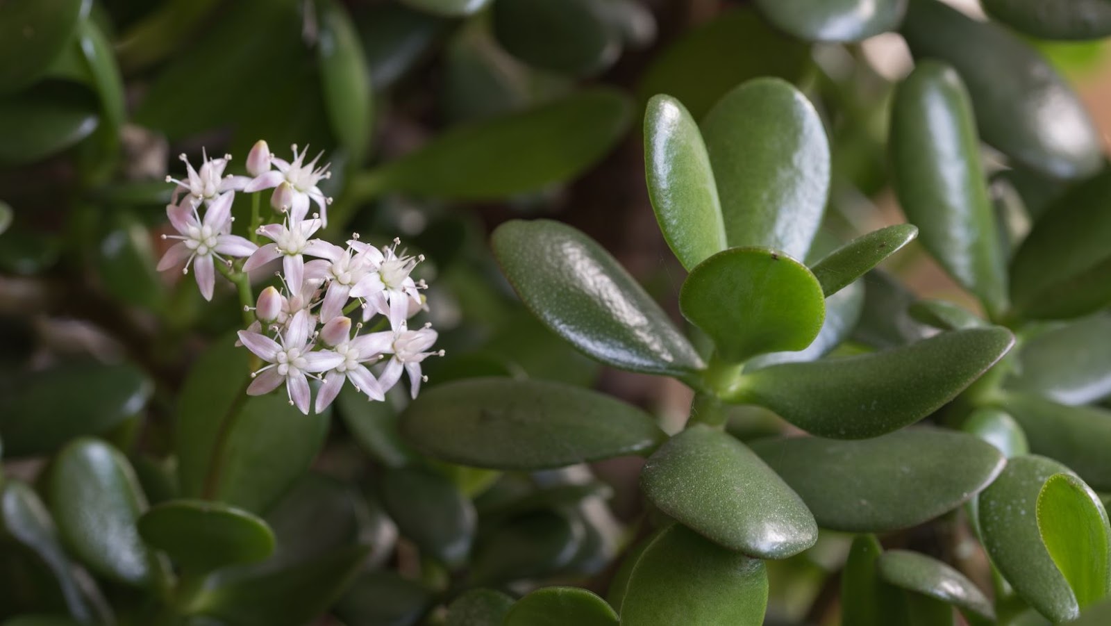 The Reasons Why Jade Plants Drop Their Leaves