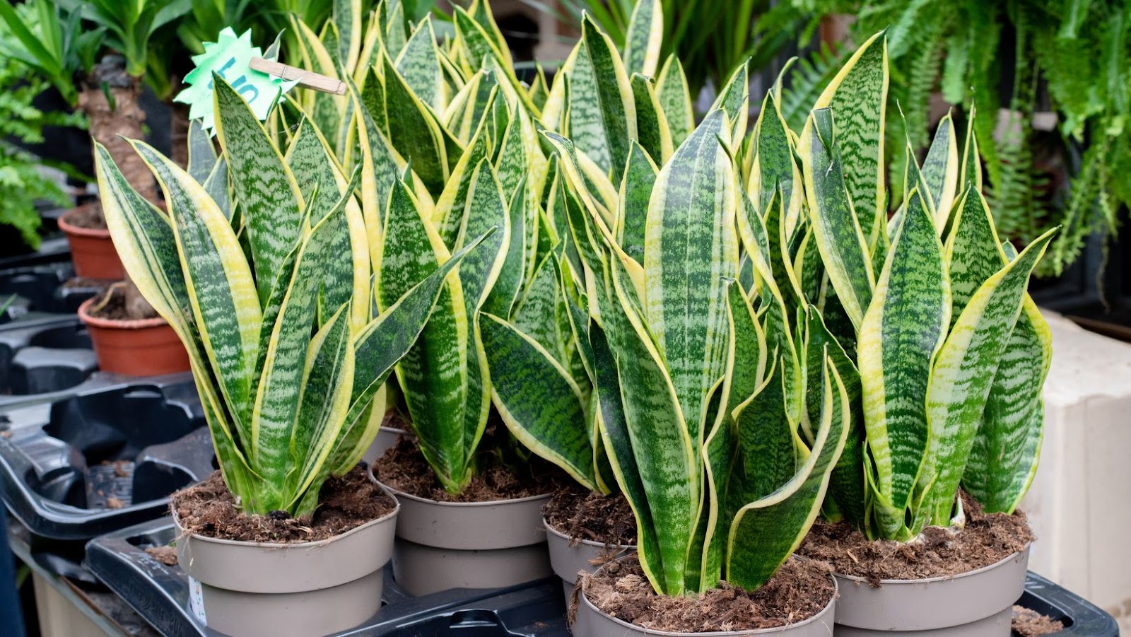 Common Mistakes When Watering Snake Plants