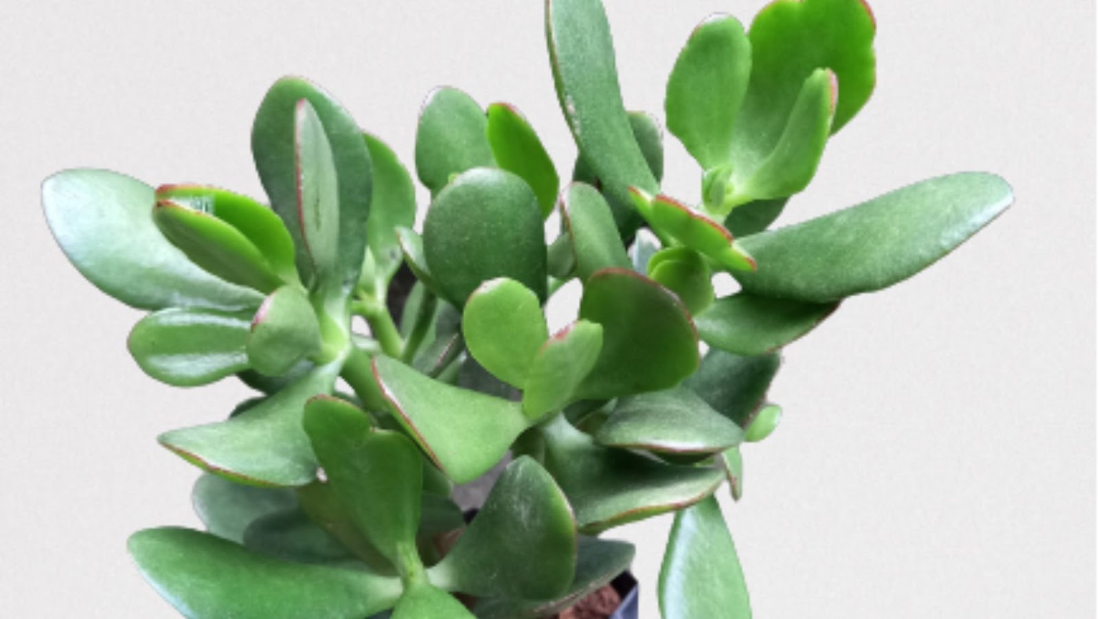 Fix An Unhealthy Jade Plant