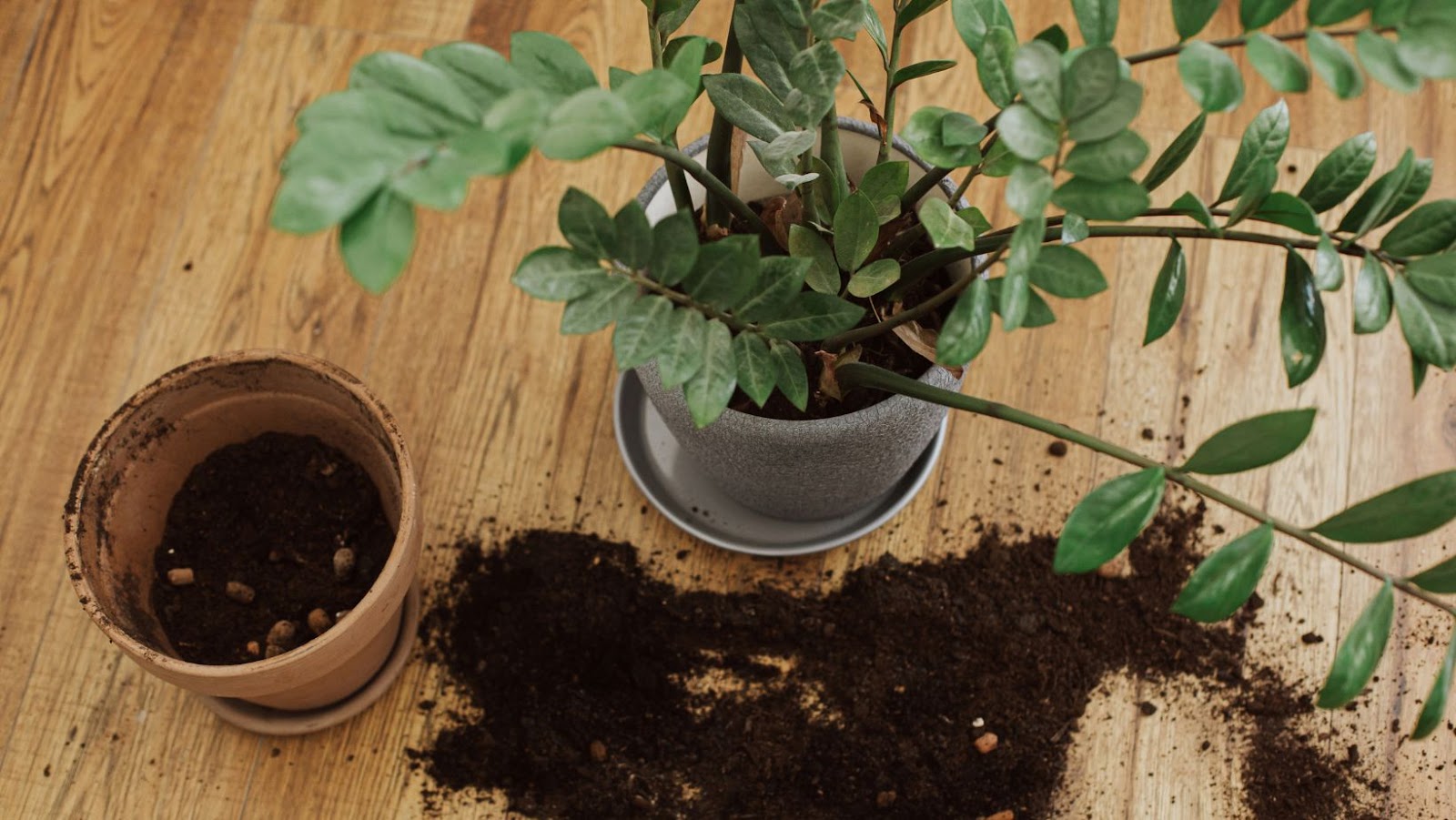 The Risks of Having a ZZ Plant in Your Home With Dogs
