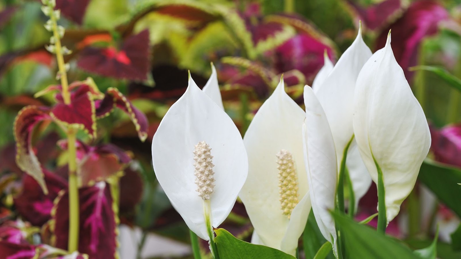 The Symptoms of Peace Lily Poisoning in Humans