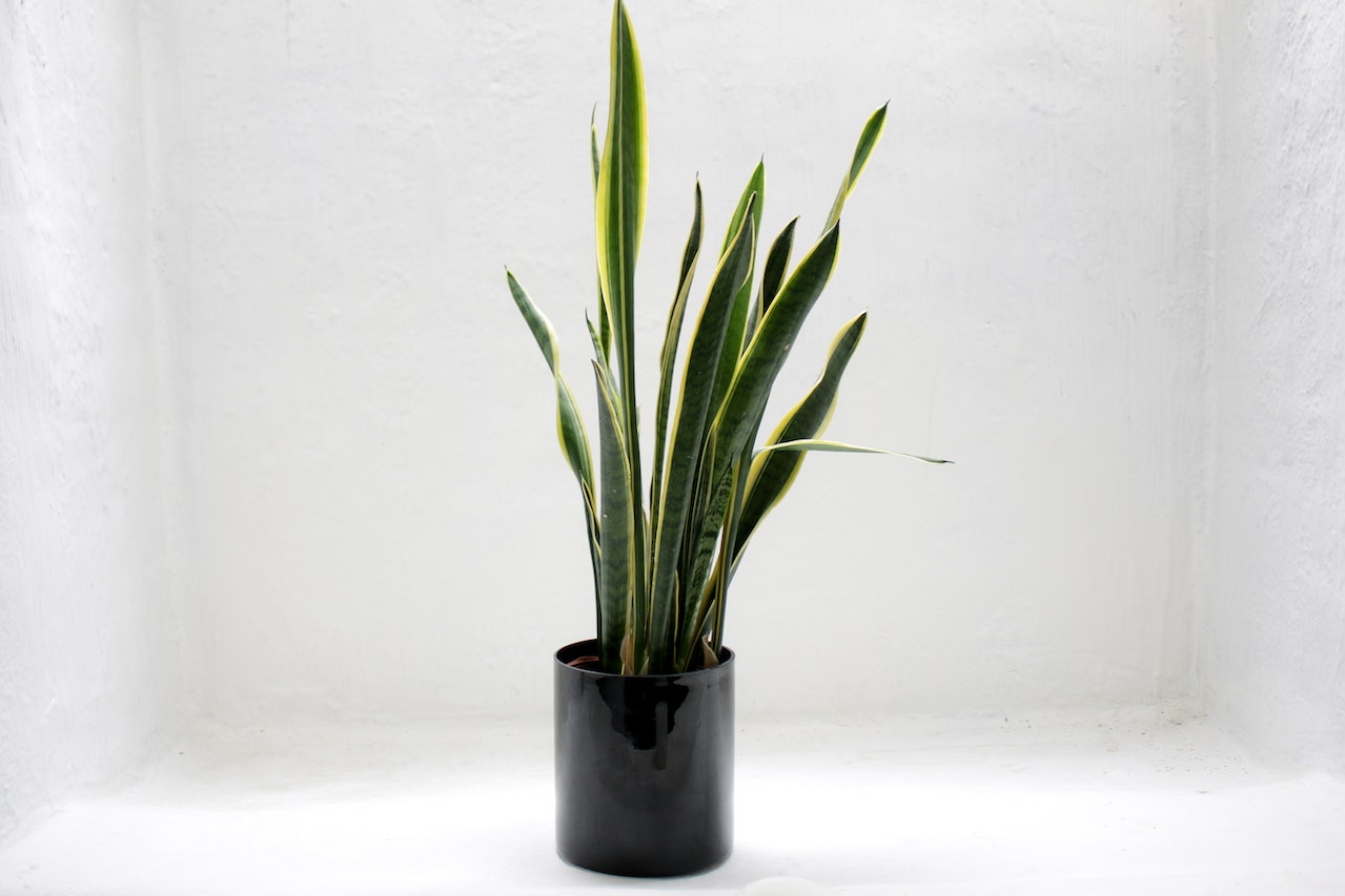 The Most Common Problems With Snake Plants